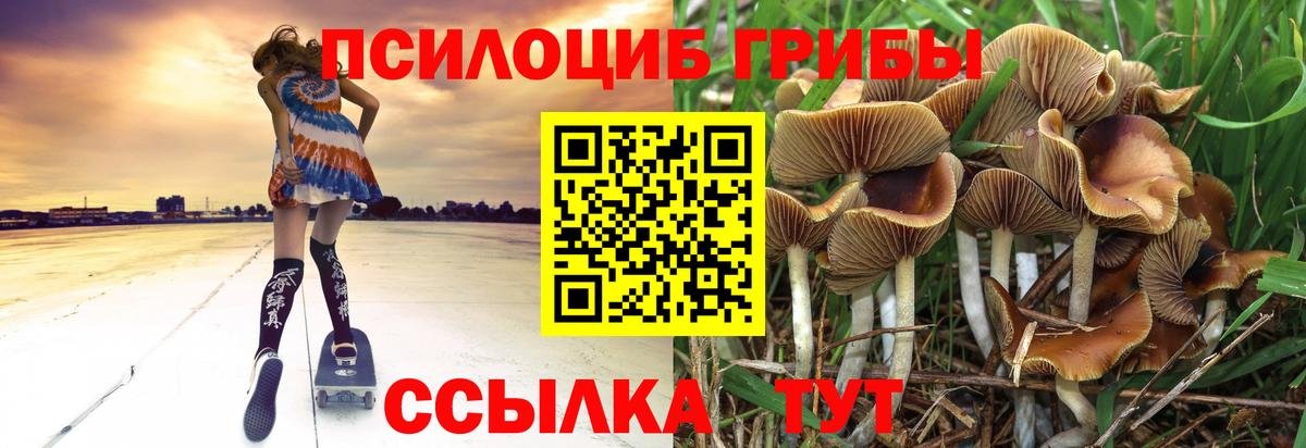 Михайловск  Галлюциногенные грибы прущие грибы  Вход с VPN 